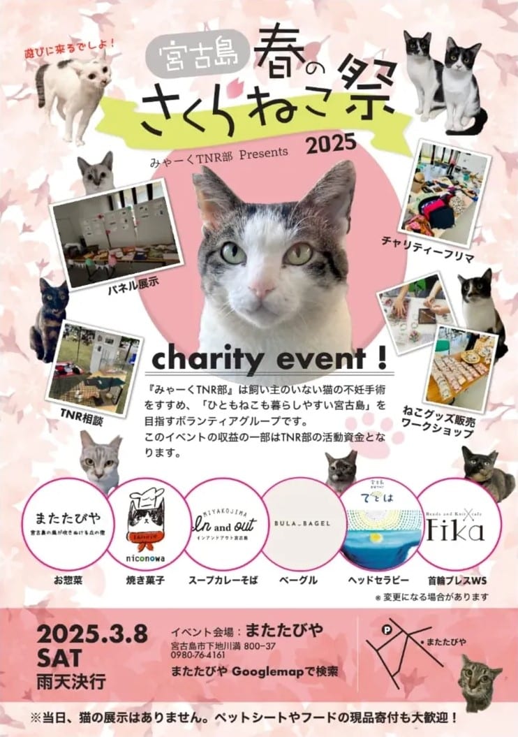 桜猫様確認ページ 特大・桜ちゃん - 宮若追い出し猫