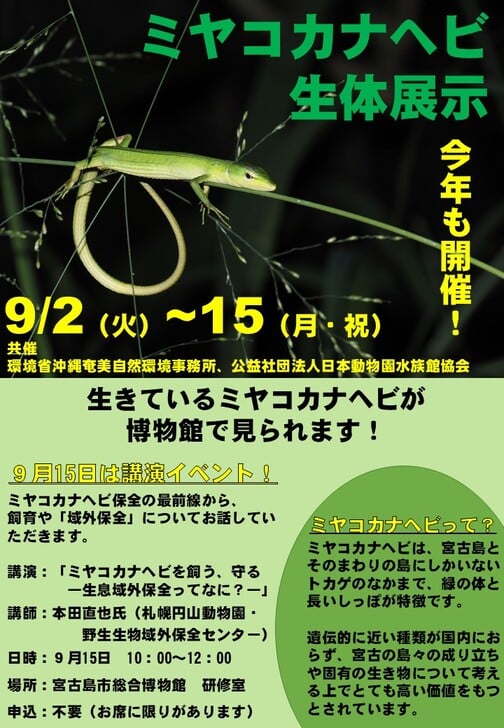 宮古島市総合博物館『ミヤコカナヘビ生体展示』✱MIYAKOJIMA EVENT TIMES✱